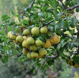 Վայրի տանձ